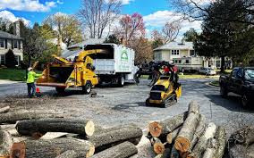 Best Tree Removal Services  in Lake Success, NY